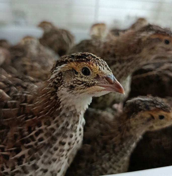 Яйца! Перепела! Инкубационные!