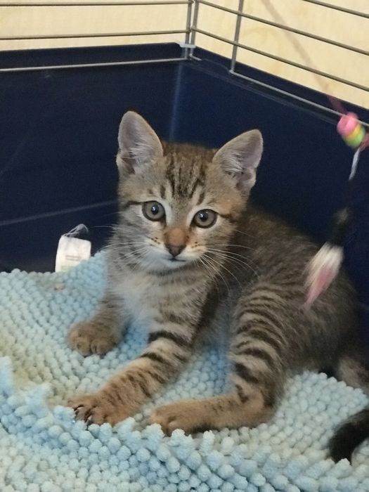 Котенок в добрые руки