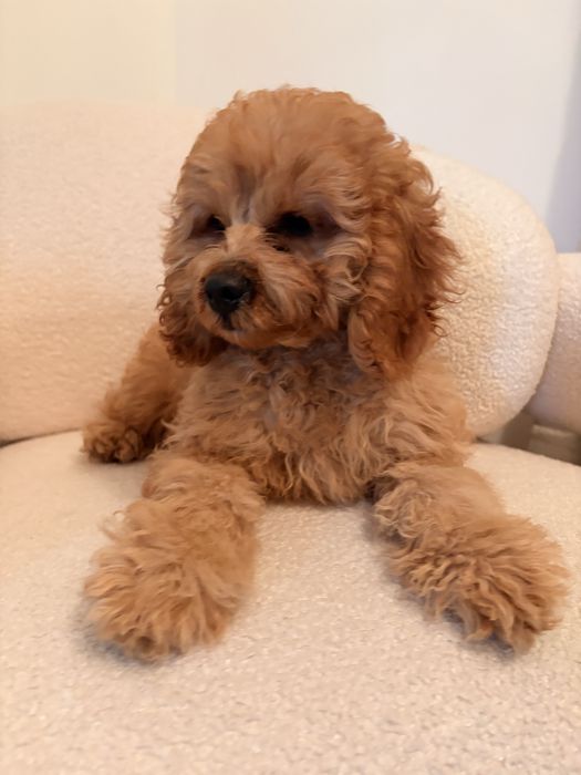 Cavapoo piesek rudy wspaniały charakter