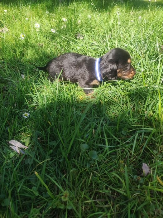 Jamnik długowłosy króliczy / miniaturowy - piesek