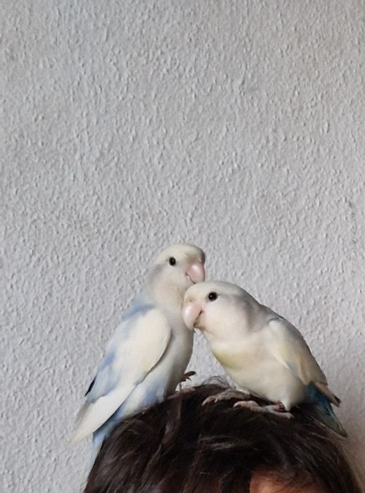 Agapornis Roseicollis