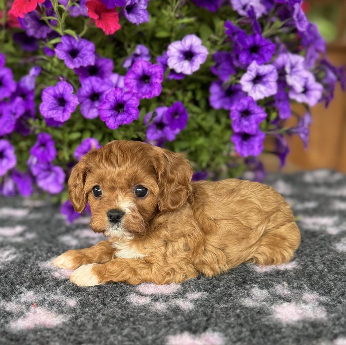 Cavapoo - dziewczynka