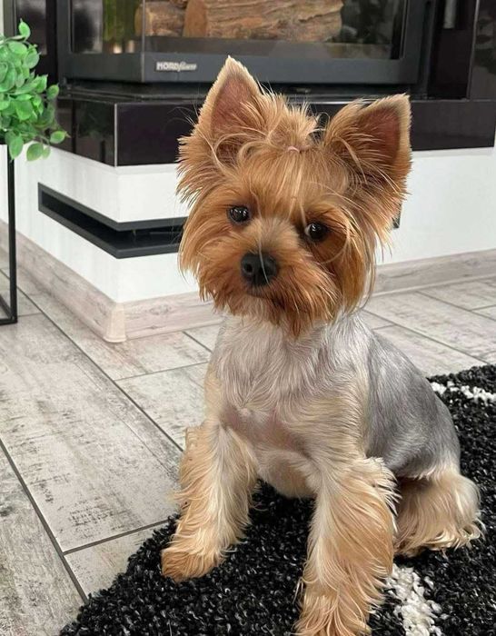 Pieski Yorkshire Terrier