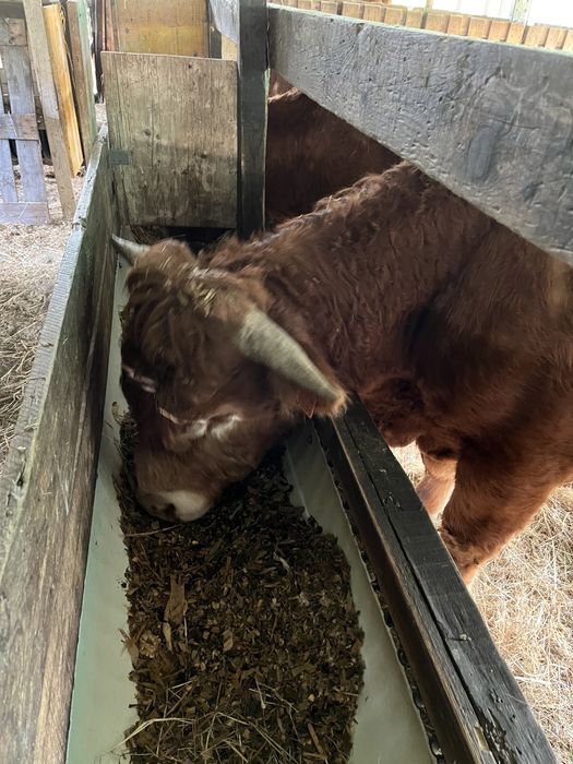 Silagem de milho - Coimbra