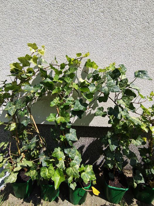 Bluszcz Hedera Felix  sadzonki 70-80 cm