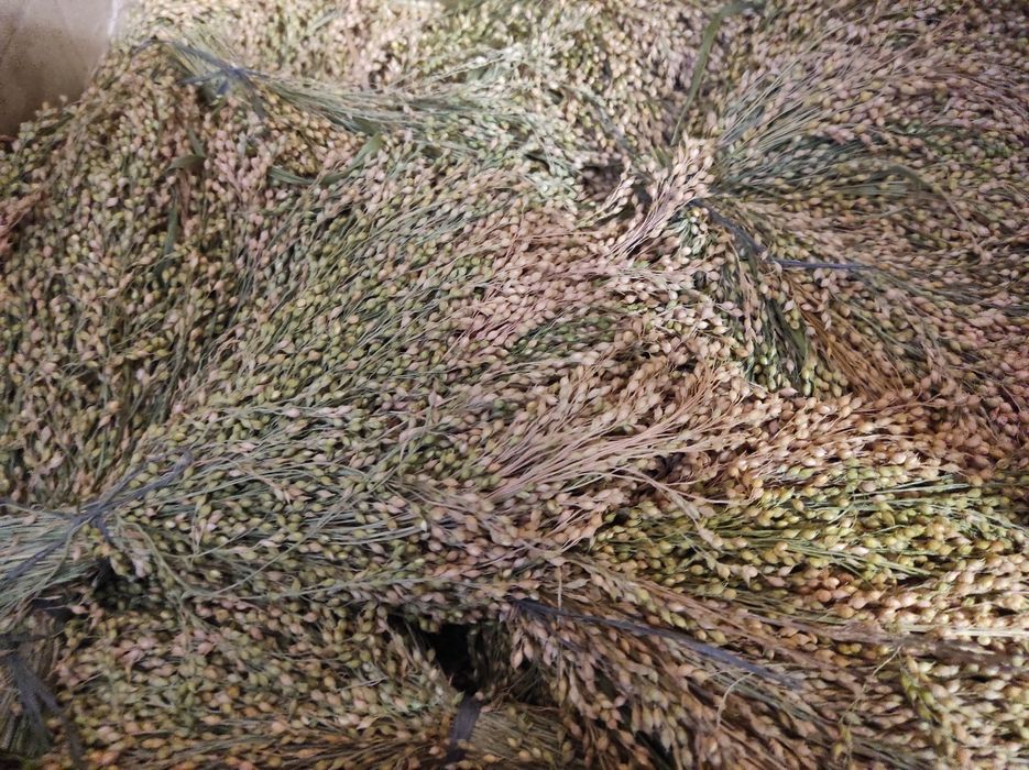 Колосочки проса 2025р