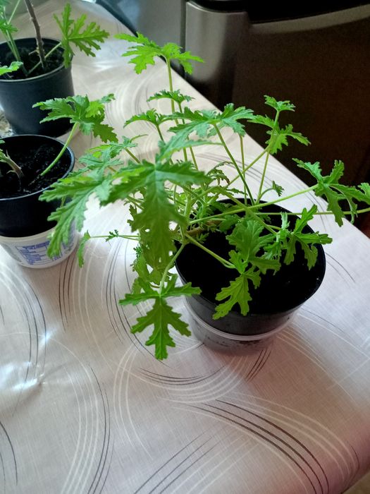 Angina młode sadzonki