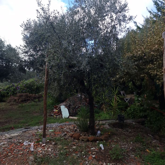 Oliveiras biologicas