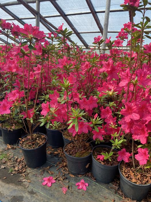 Азалія Японська Садова / Азалия /Рози /Родендрон / Магнолія / Сакура