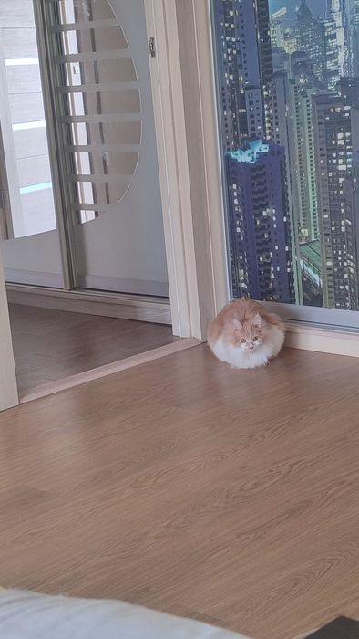 Котенок курильский бобтейл