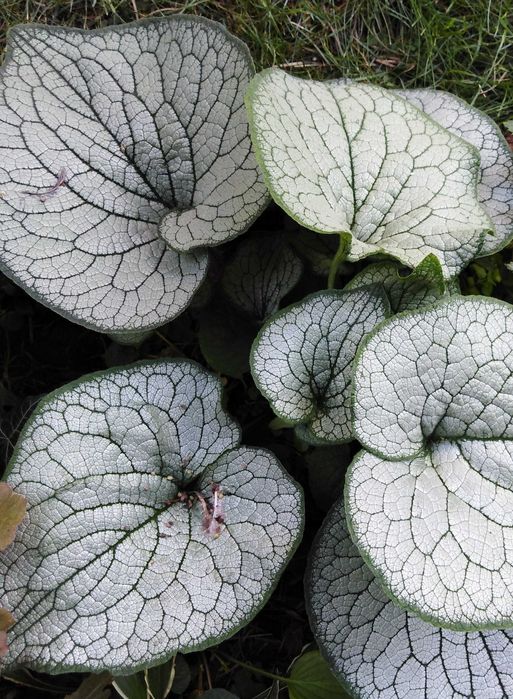 Barwinek dwukolorowy, brunera srebrno-zielona, żurawki.