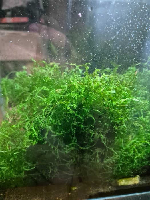 Duży zestaw mchu do akwarium