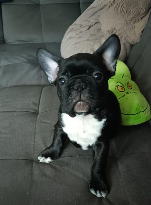 Buldog Francuski szczeniak Piesek