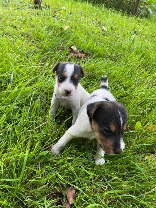 Щенята породи Фоктерєр-Ягтерєр