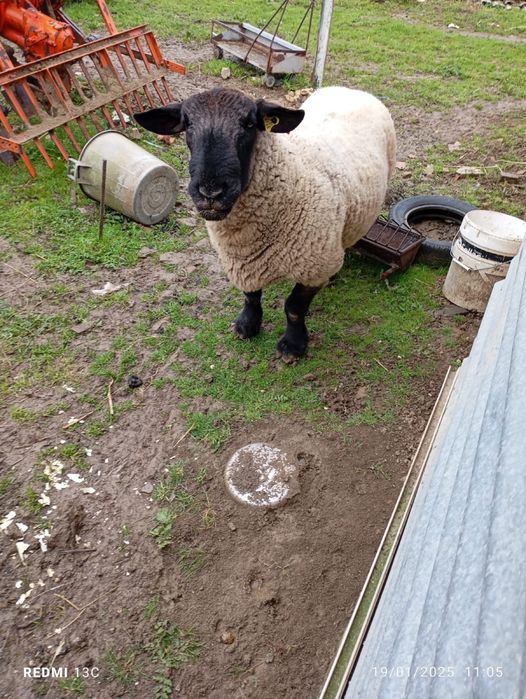 Vendo carneiro Sulfocks