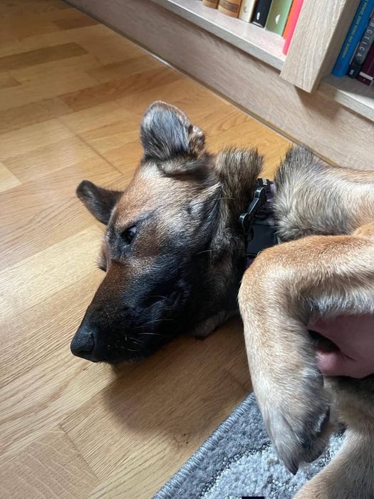 Delikatna Śliwka szuka domu