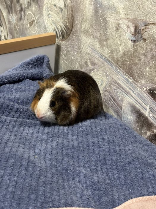 Морская свинка добрая с клеткой в хорошие руки