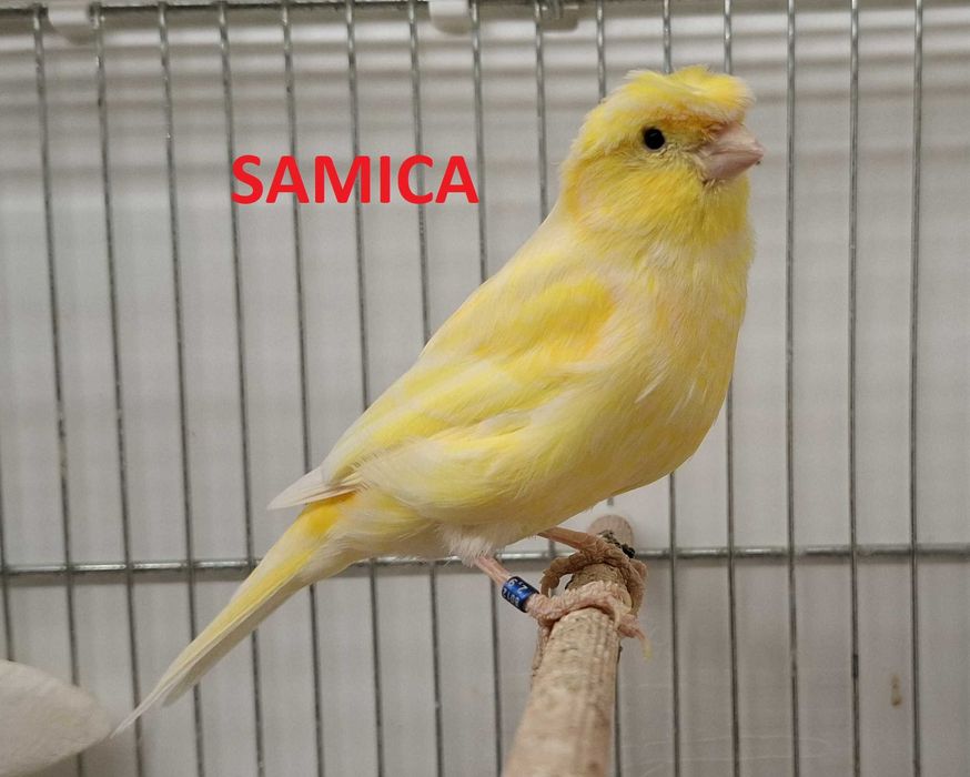 Samiec Samica kanarek Koroniak Niemiecki