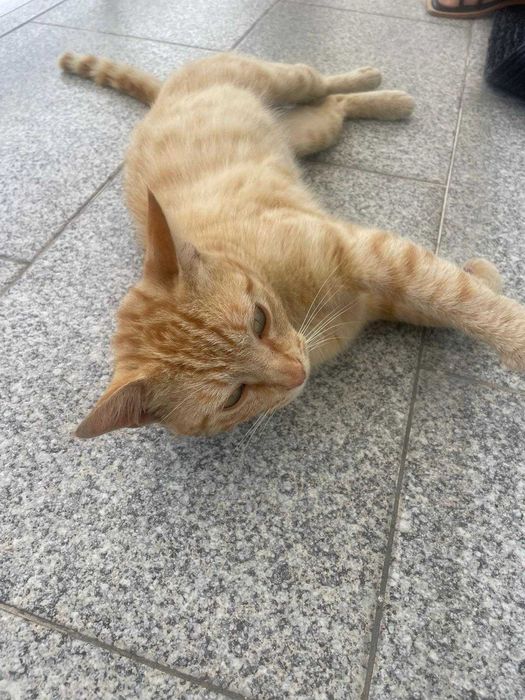 Gatinho com 7/8 meses para adoção