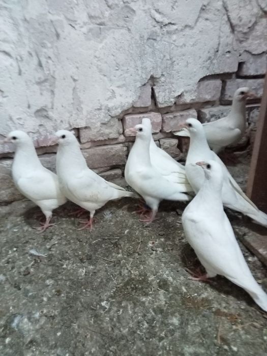 Gołębie pocztowe białe