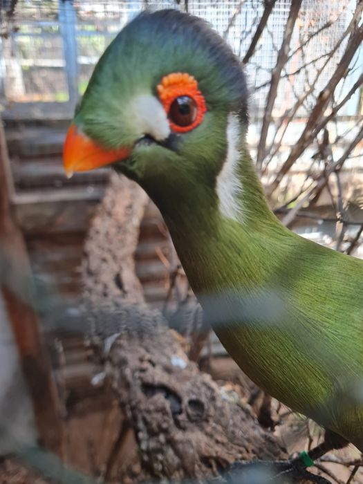 Turacos varias idades