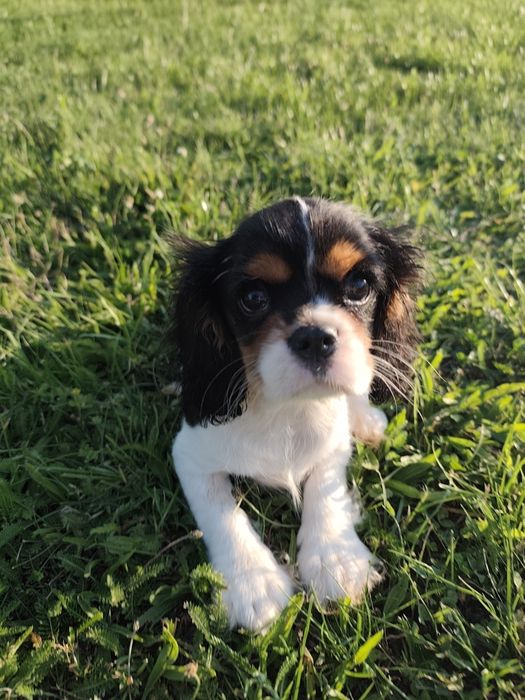 Cavalier King Charles spaniel, samiec.