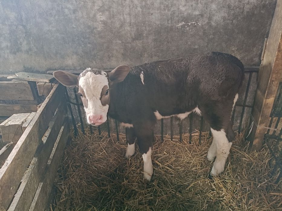 Sprzedam jałoweczkę