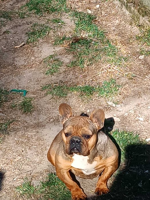 Buldog francuski suczka