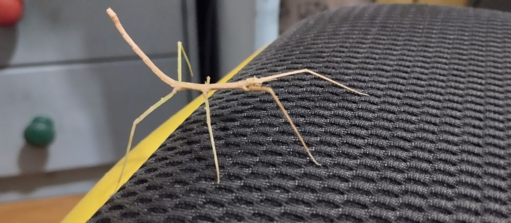 Patyczaki rogate za darmo