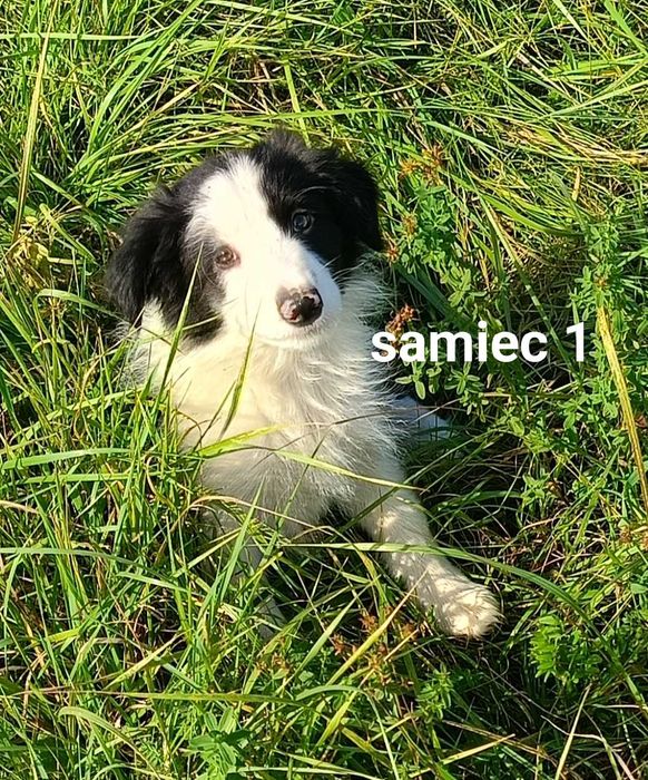 Border collie chłopiec z rodowodem