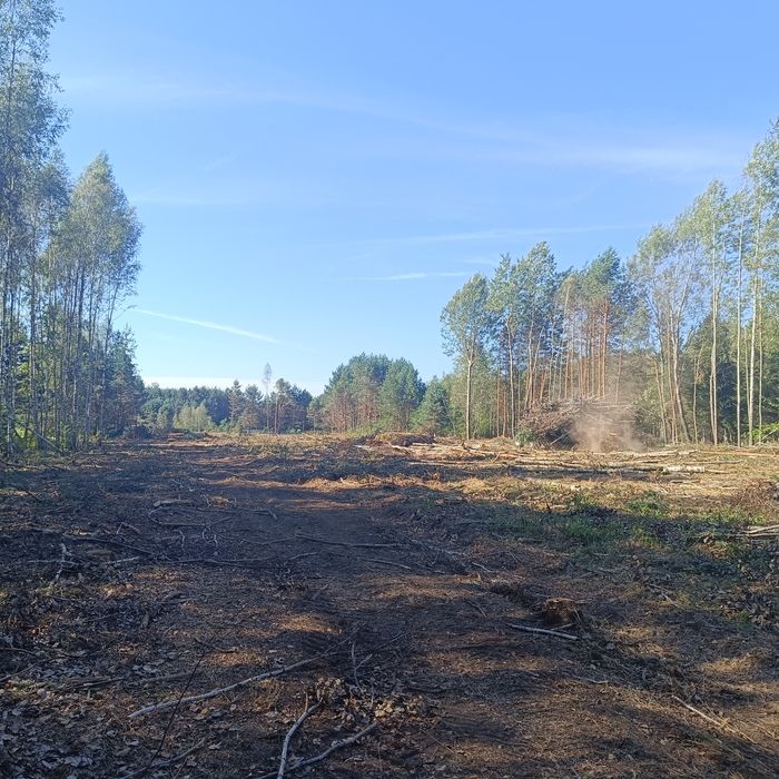 Karczowanie działek czyszczenie zarośli wycinka drzew