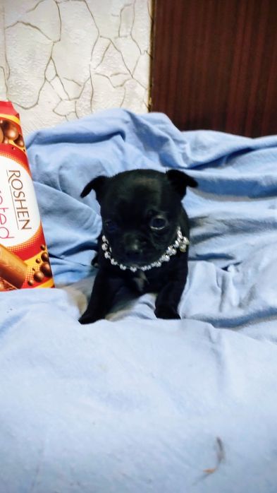 Чихуахуа девочка мини