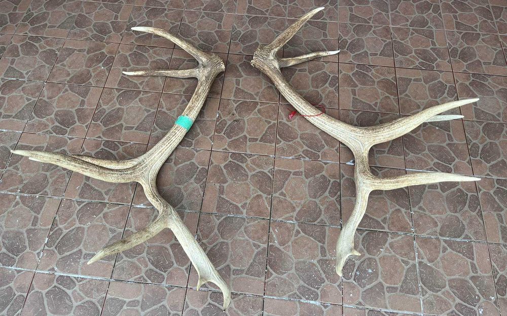 Poroża jelenia kanadyjskiego 14,40kg