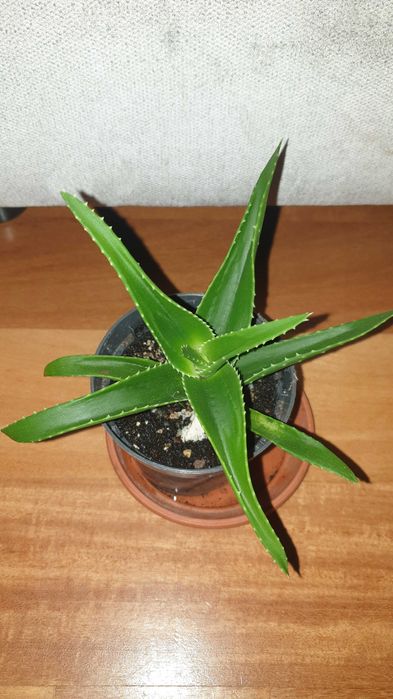 Aloes zielony, rosnący