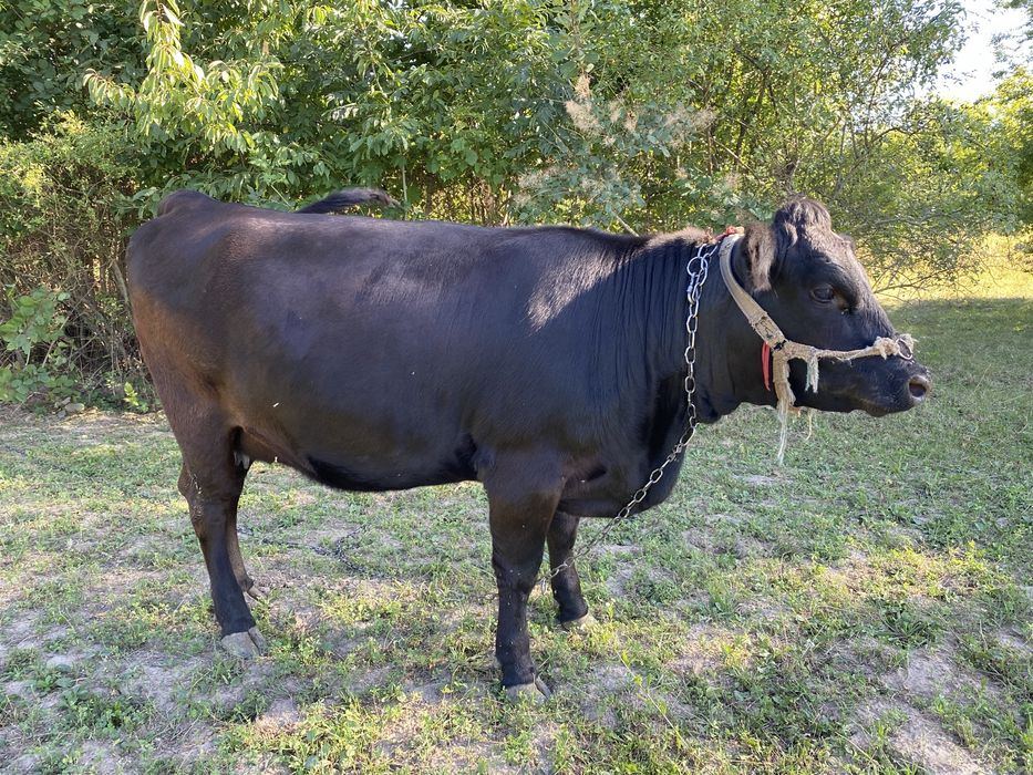 Продам тільну телицю