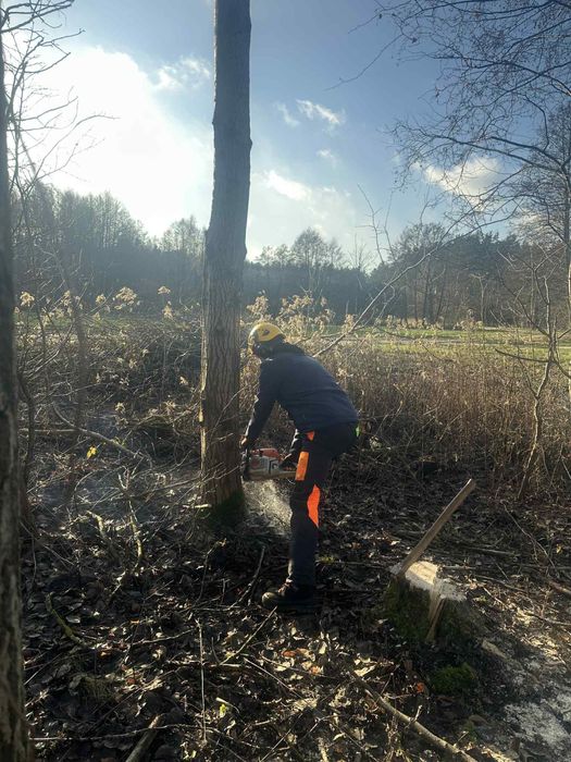 Wycinka drzew Włocławek, Toruń, Płock