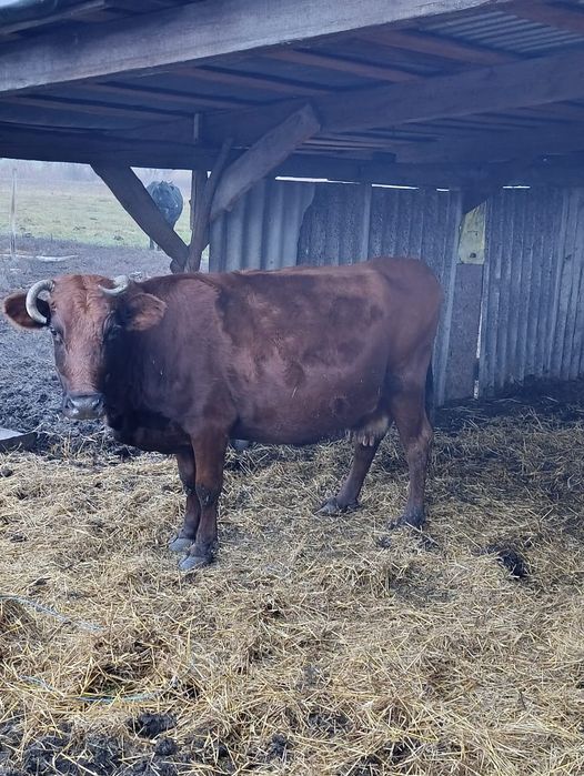 Продам корову. Розтелилася 21 грудня.
