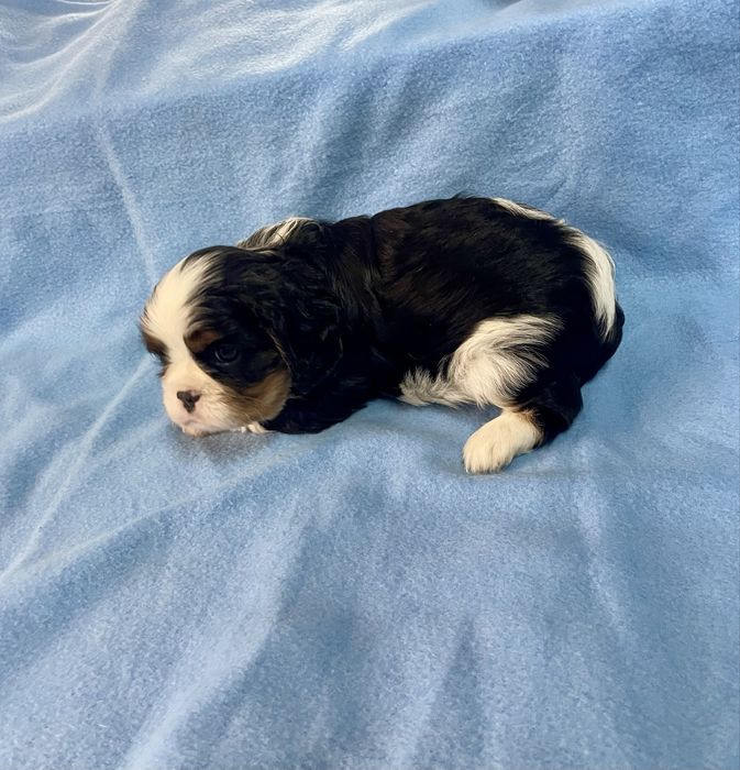 Cavalier Tricolor fantástico