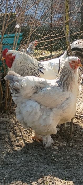 Брама брами інкубаційне яйце  кури курка курині яйця