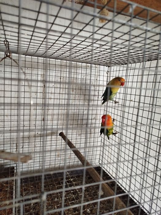 Casal ficher fêmea Yellow face