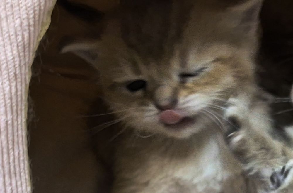 Шотландские котята вислоушки и прямоушки 3 девочки и мальчик