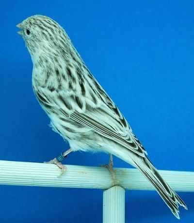 Canários Ágata topázio branco