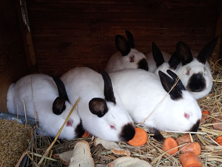 Kroliki Kalifornijskie