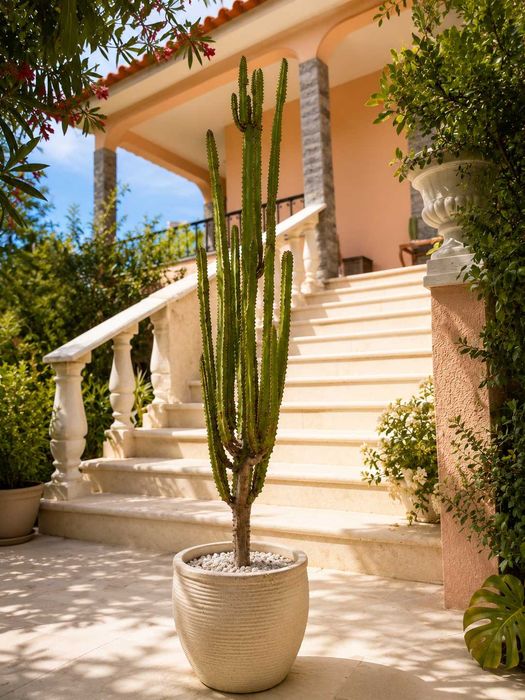 Cacto/Euphorbia Trigona Rubra – exemplar adulto com cerca de 1,6 m