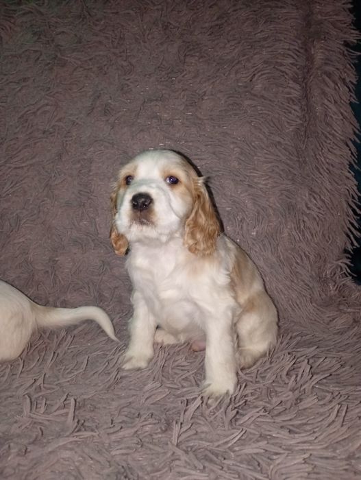 Cocker spaniel angielski