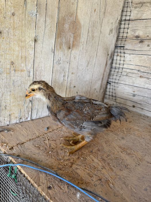 Pintos Marans e Araucana
