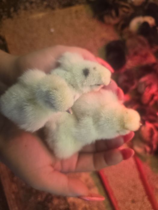 Kury silki kury araukany kury australopy jaja lęgowe silki jedwabiste USA wolny wybieg wolnego wybiegu naturalne ekologiczne kury pisklaki pisklęta