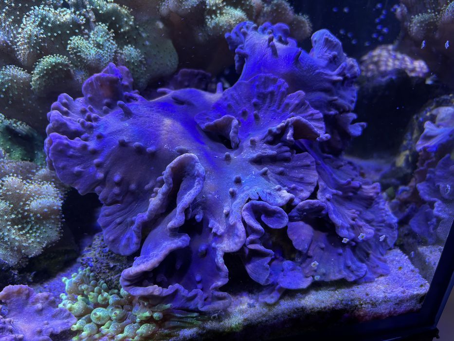 Sinularia dura PURPLE