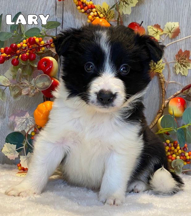 Border Collie  do rezerwacji