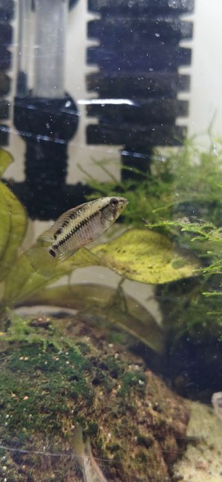 Apistogramas Hongsloi (casal)